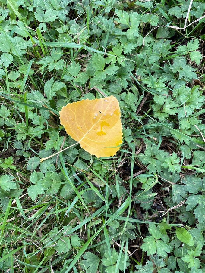 De kleurenpracht van de herfstbladeren is op komst...