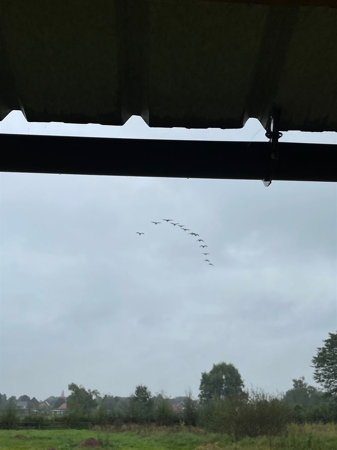 Overtrekkende ganzen