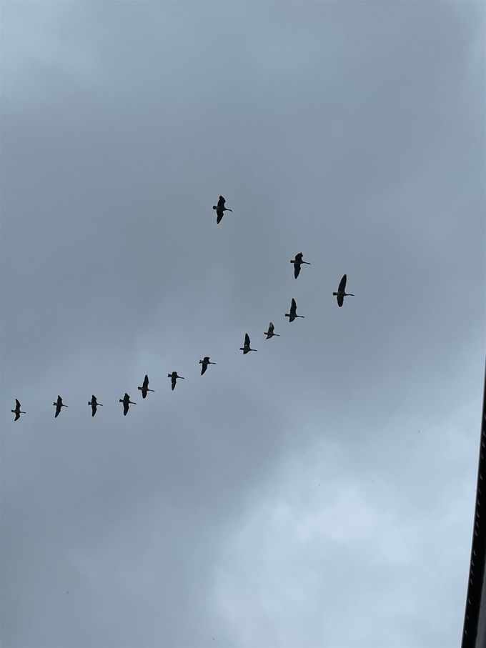 Heerlijk kwakend boven ons hoofd...