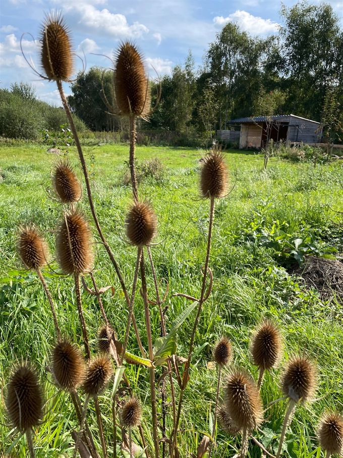 De Kaardebol siert mooi en rijpt zijn zaden...