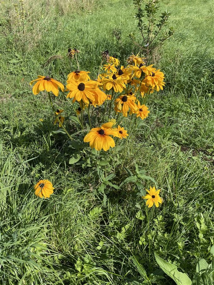 Rudbeckia nog mooi in bloei...