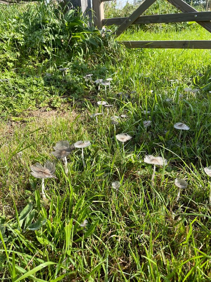 Parapluutjes zonder regenweer...