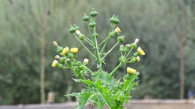 Gekroesde melkdistel (foto CdC)