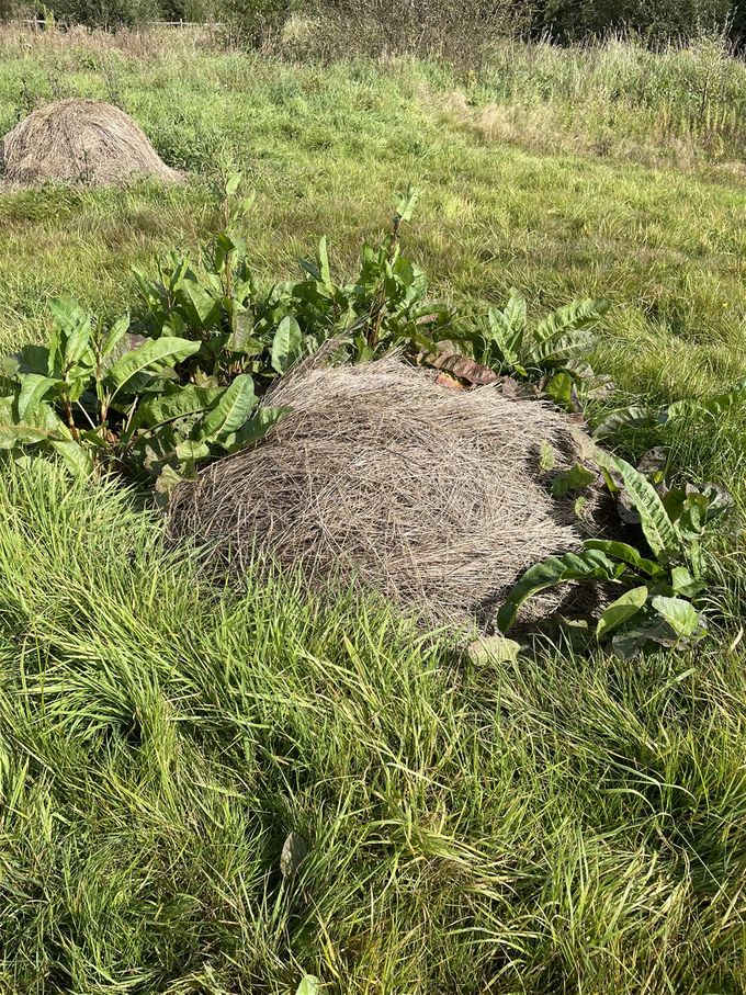 Bladplanten gedijen dankzij de stikstof door de hooiberg geleverd...
