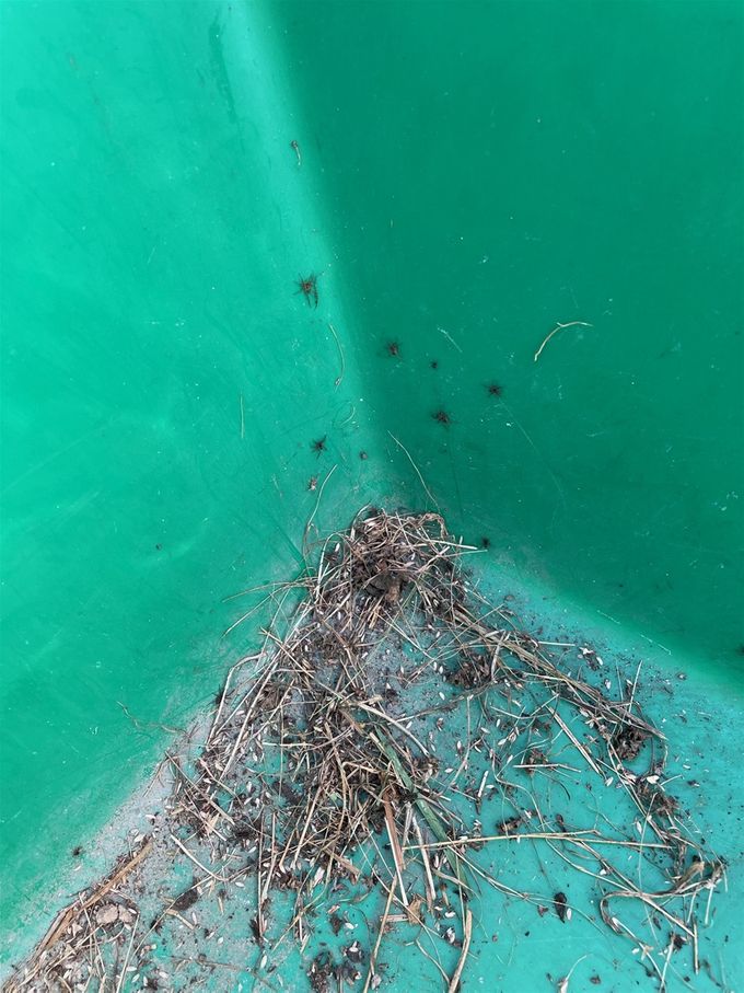 Spinnetjes die leven in het hooi zitten gevangen in de kar....