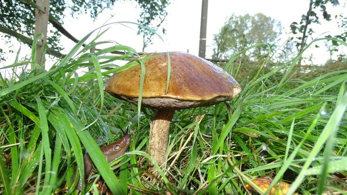 Berkenboleet (foto CdC), ook de slak bewondert hem...