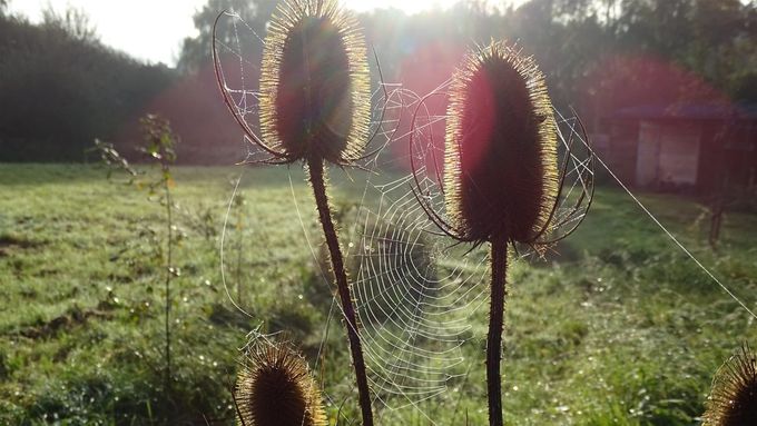 De webben stelen de show...(foto CdC)