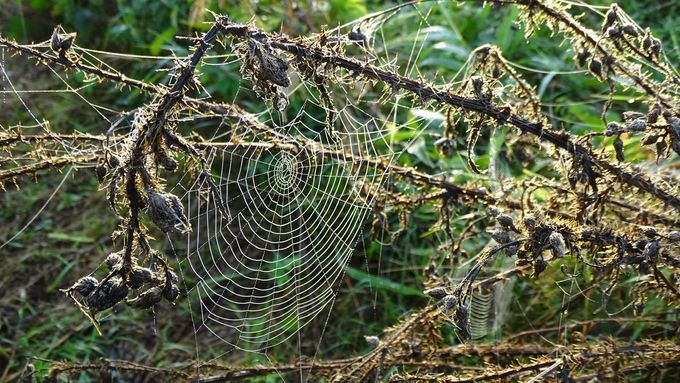 Mistig ochtendweb... (foto CdC)