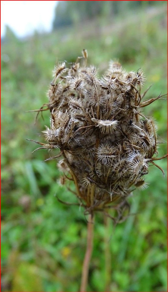 Wilde peen (foto CdC)