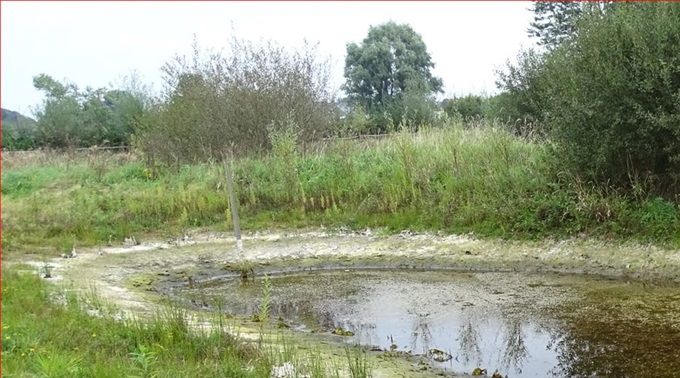 Terug al wat meer water in de poel... (foto CdC)