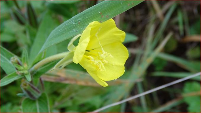 De laatste Teunisbloem (foto CdC)