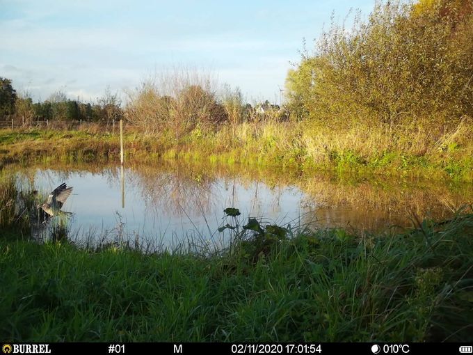 Houtduif gespot