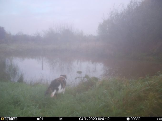 Poes gespot...