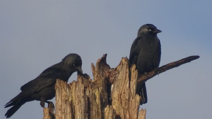 Kauwkes aan de overkant... (foto CdC)