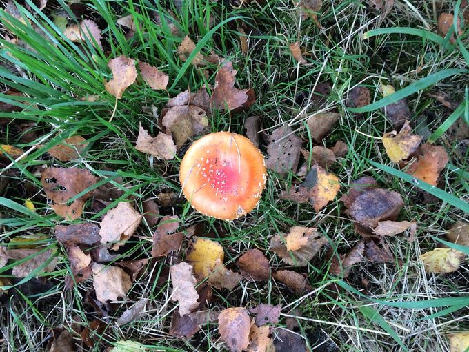 Vliegenzwam in herfstblad... (foto RS)