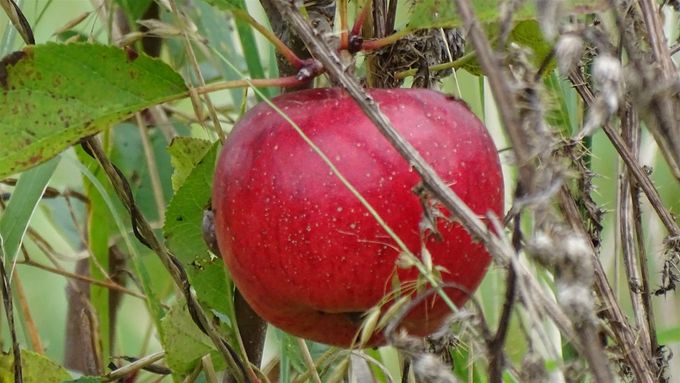 Dit was de laatste van de twee eerste appels... (foto CdC)