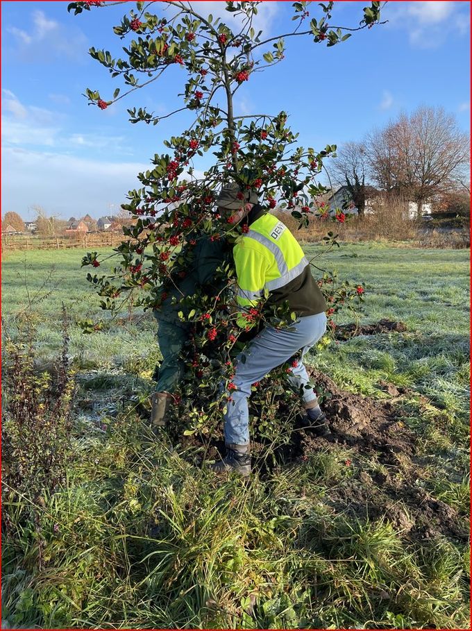 Een Hulst met zware wortelkluit planten..., krachtwerk !