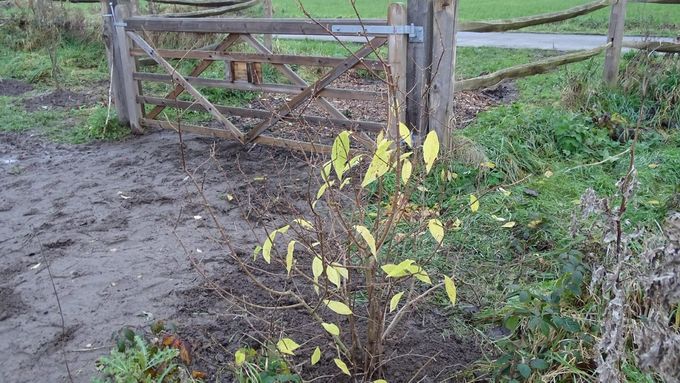 De mooie herfstkleur van de net geplante Chimonanthus... (foto CdC)