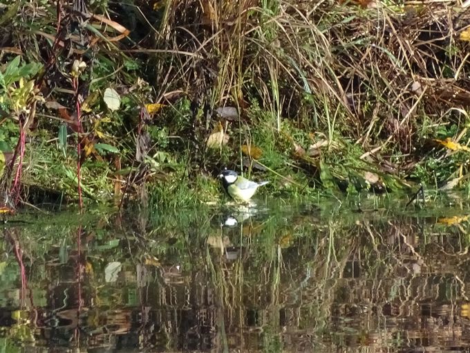 Koolmees komt zich wassen in de poel...(foto BVdB)