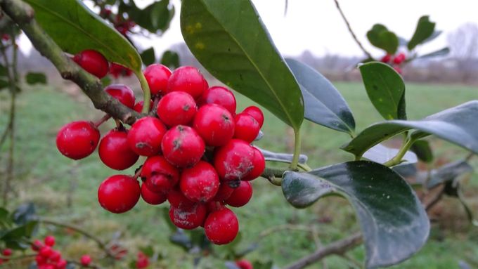 Sierlijke bessen aan de pas geplante Hulst... (foto CdC)
