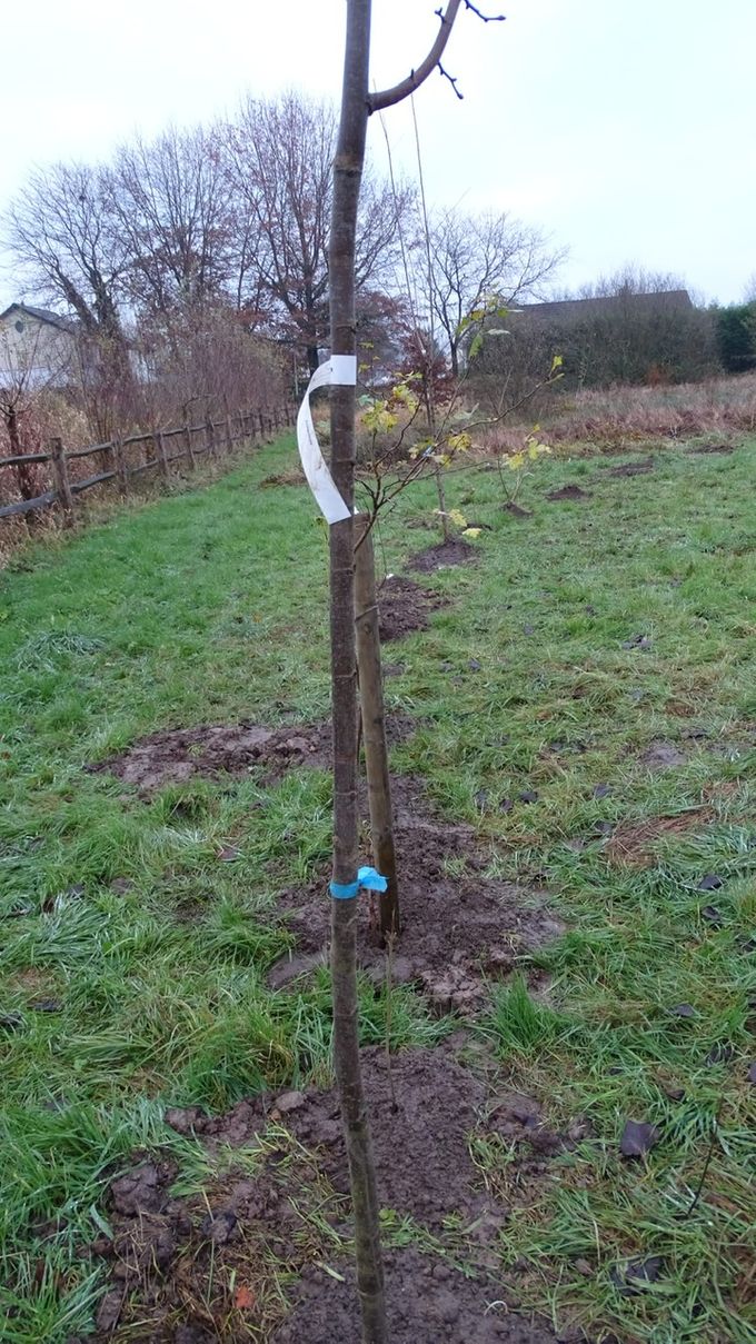 Boom en boompjes geplant als verbindingslint... , op de voorgrond Wilde boskers  (foto CdC)