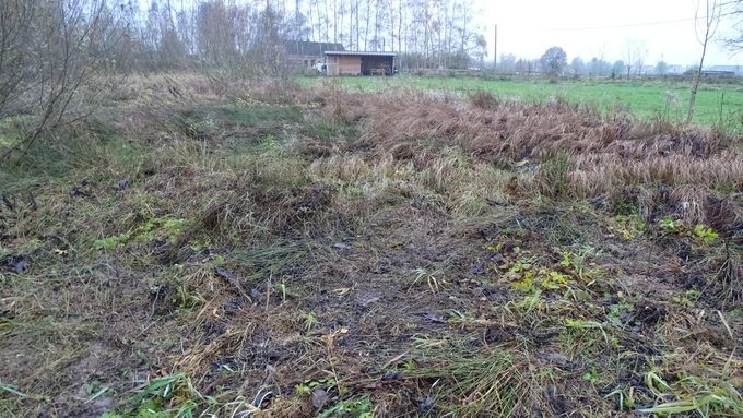 Op dit natte stuk werden jonge Zwarte elzen geplant, wacht maar tot ze groot zijn... (foto CdC)