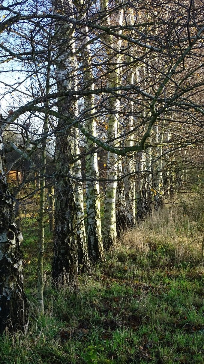 De prachtige berken van de buren... (foto CdC)