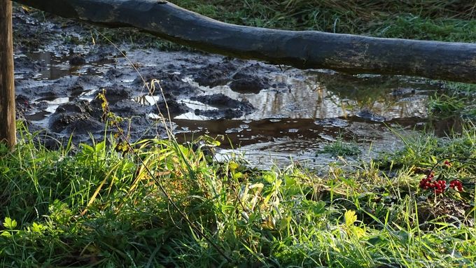 Waar de aangevoerde vulgrond gelegen heeft, is het nu goed modderen... (foto CdC)