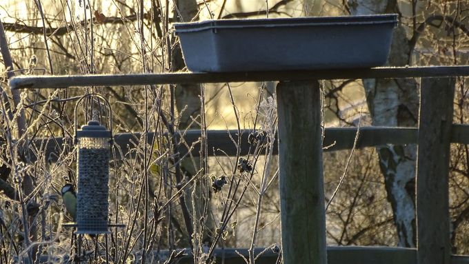 Onze voederplek... (foto CdC)