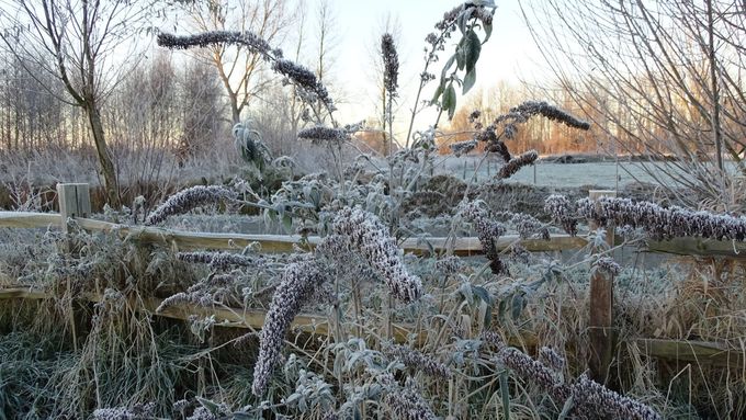 Winterse Vlinderstruik met zaadaren... (foto CdC)