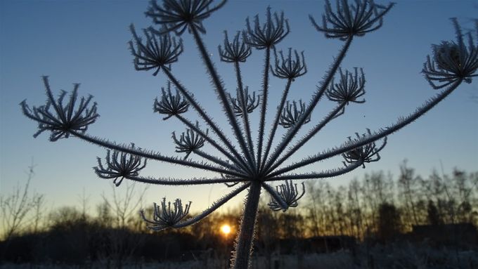 Lijken wel bloemetjes van een Toverhazelaar... (foto (CdC)
