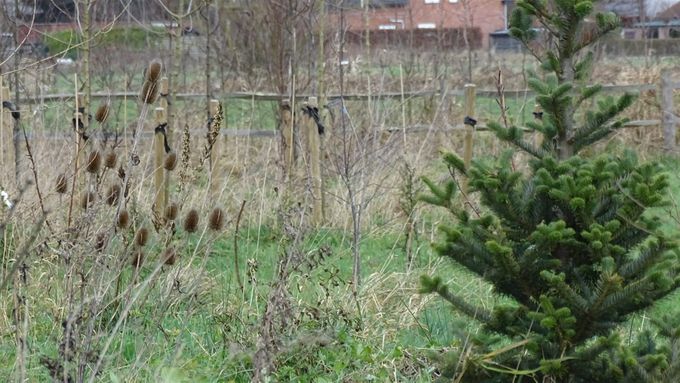 Kerstbomen welkom... (foto CdC)