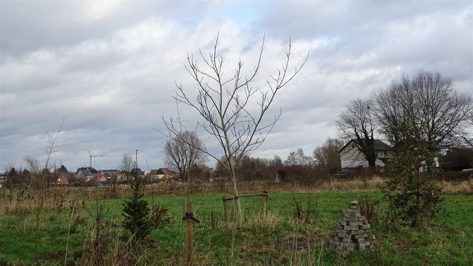 Hopen dat deze Notenboom het dit jaar goed zal doen... (foto CdC)