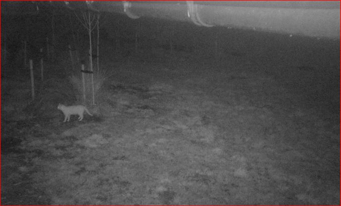 Onze mascotte 'by night'...