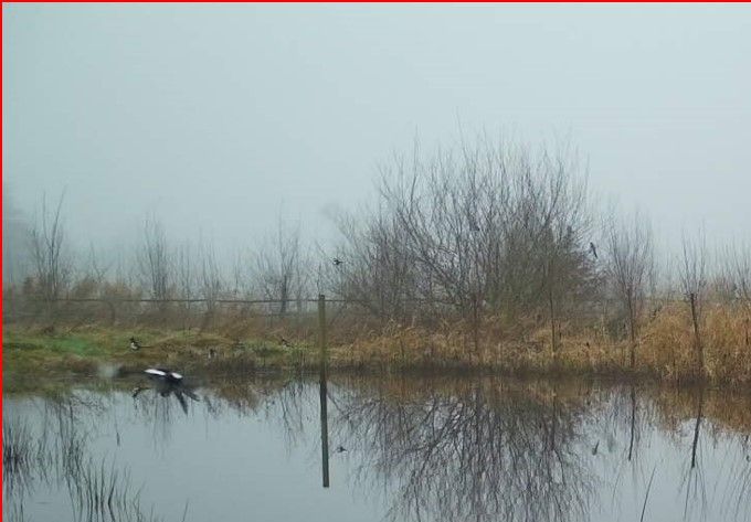 Leven aan de poel...