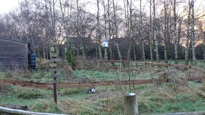 Onze mascotte in een breder perspectief...