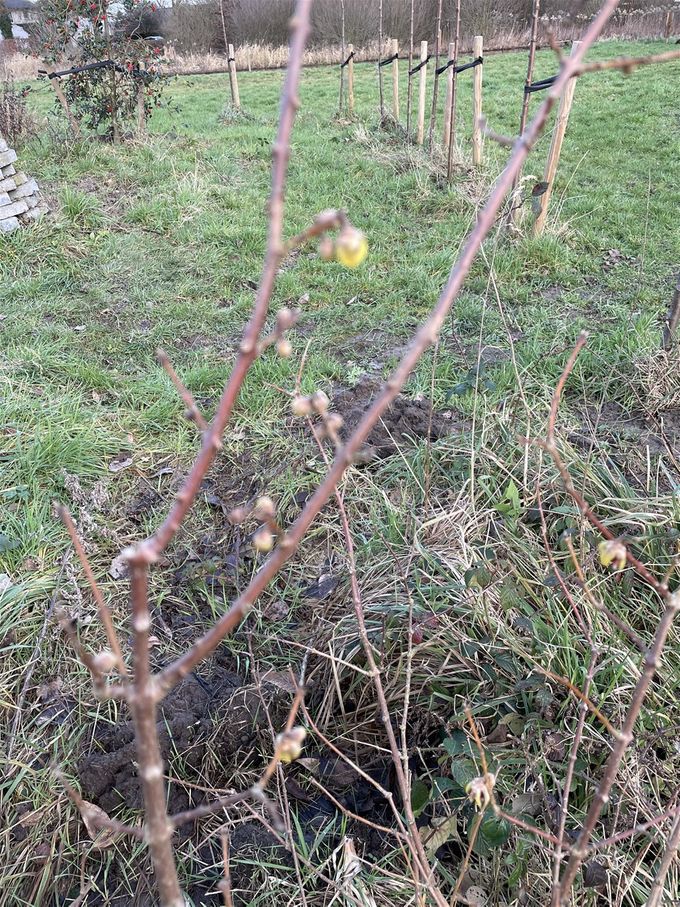 Chimonanthus in prille bloei...