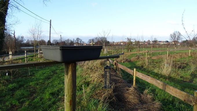 De vogel is gevlogen... (foto CdC)