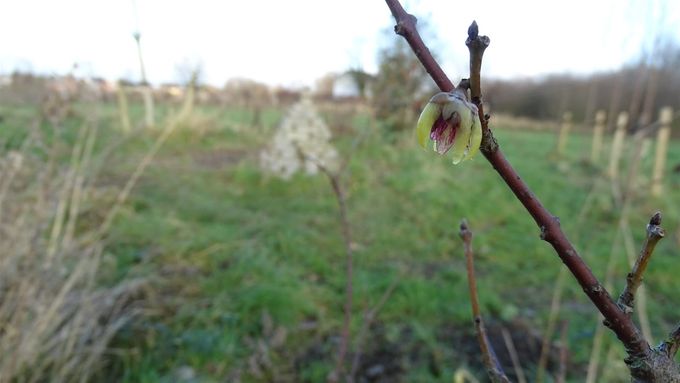 De Chimonanthus in prille bloei... (foto CdC)
