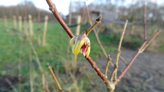 Nogmaals dde Chimonanthus, zo bijzonder... (foto CdC)
