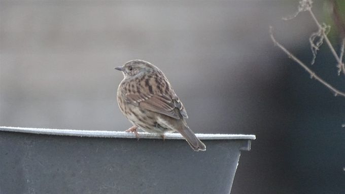 De Heggemus, een trouwe bezoeker op de voedderplek... (foto CdC)