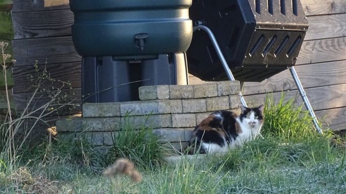 Onze Mascotte... (foto CdC)
