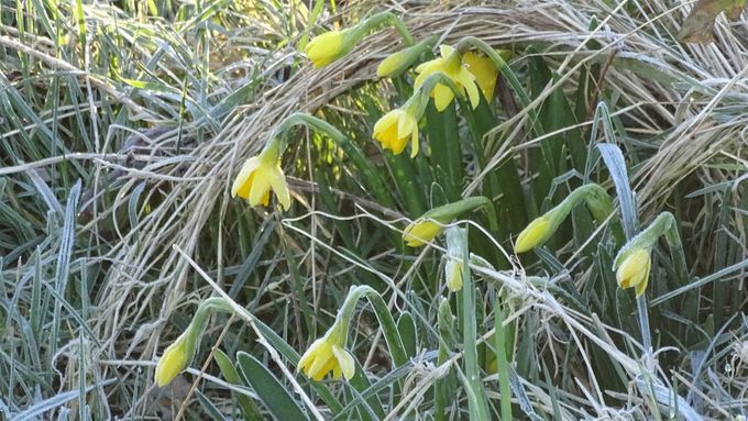 Narcissen naast het weggetje bij vriezekoude... (foto CdC)