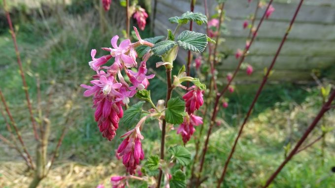 Ribes die nu mooi bloeit... (foto CdC)