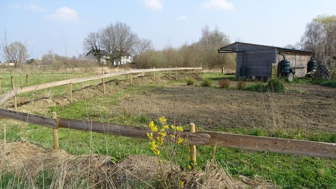 De gele Forsythia bloeit al wat meer in zijn tweede jaar... (foto CdC)
