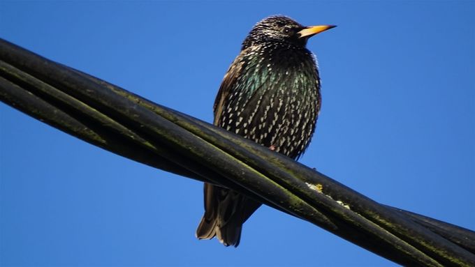 Een Spreeuw bewondert 't Ebroekske (foto CdC)