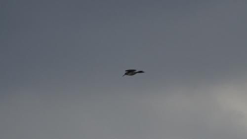 Een Witgatje of een Oeverloper vloog weg van de poel... (Foto LVdB)