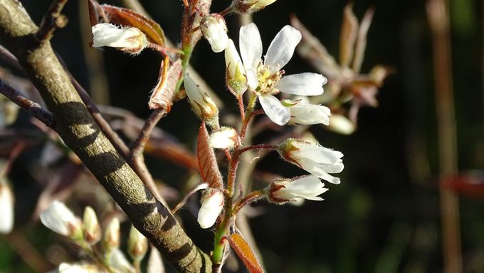 Bloesem van Krenteboompje... (Foto CdC)