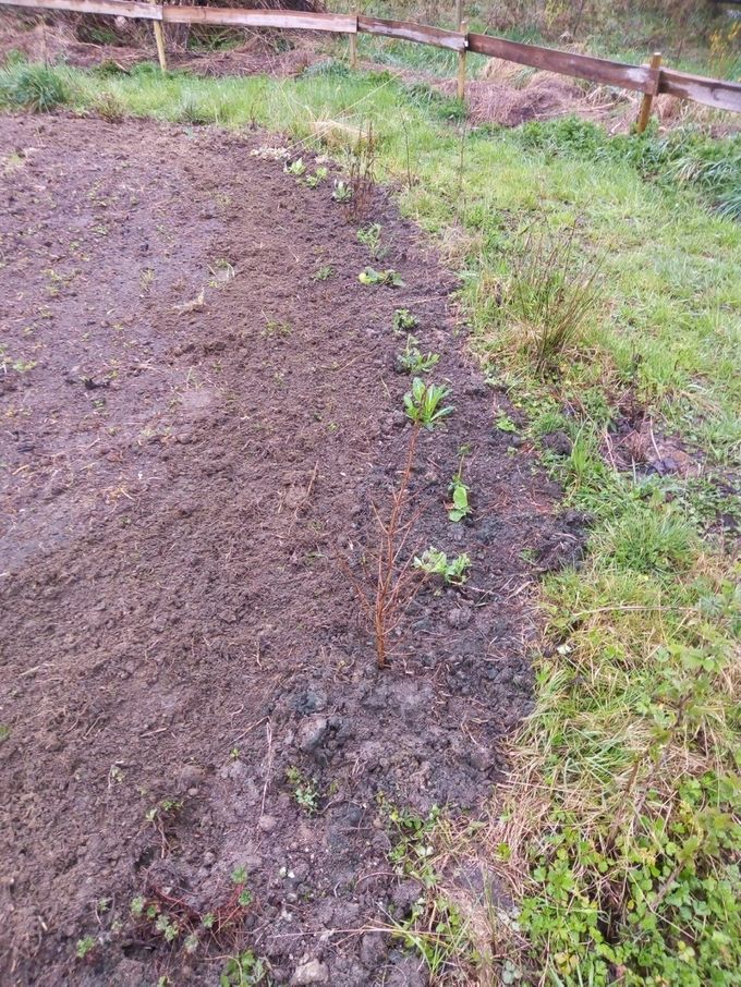 Reeds enkele plantjes aangeplant op de toekomstige bijenweide... (foto CdC)