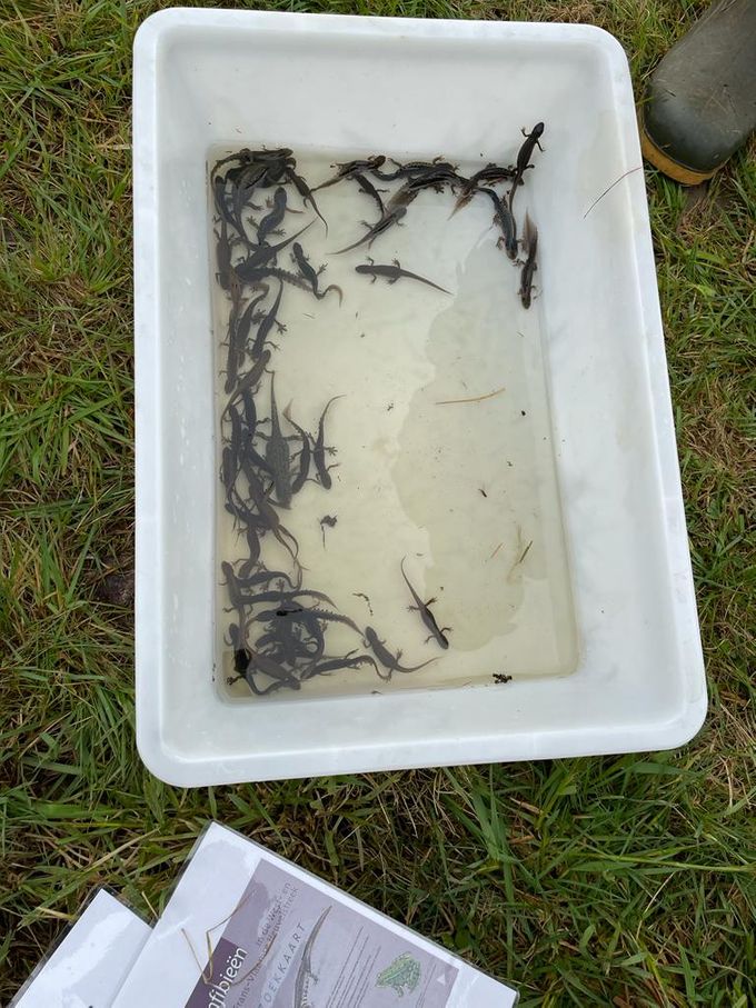 45 salamanders uit de inventarisatiefuik gehaald... Een waar succes!